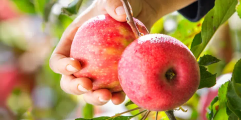 Pink Lady apples