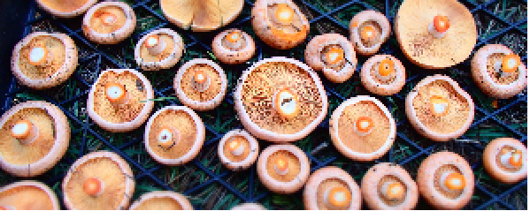 mushrooms